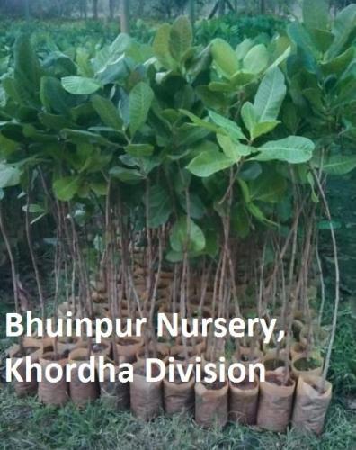 bhuinpur nursery