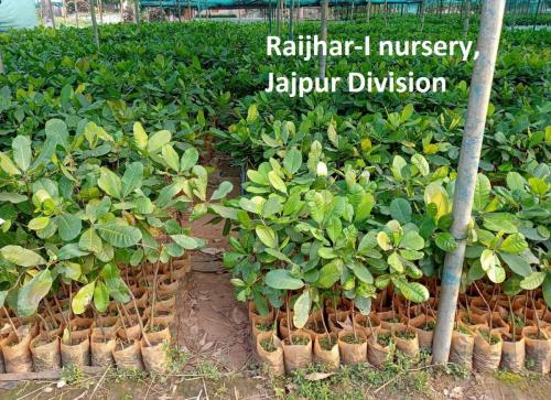 raijhar 1 nursery
